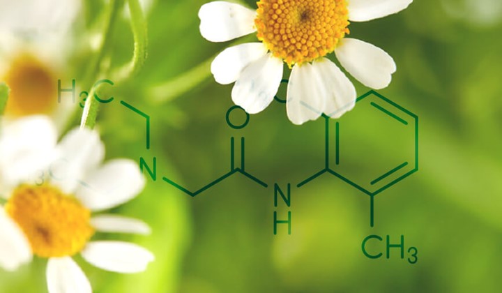 květy heřmánku Kamistad s heřmánkem